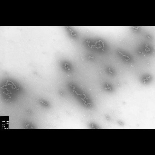  NCBI Organism:Necturus maculosus; Cell Types:nucleate erythrocyte Cell Components:nuclear chromatin Biological process:chromatin assembly