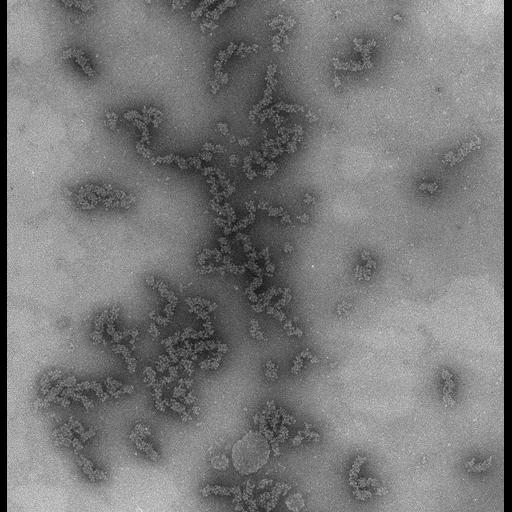  NCBI Organism:Necturus maculosus; Cell Types:nucleate erythrocyte Cell Components:nuclear chromatin Biological process:chromatin assembly