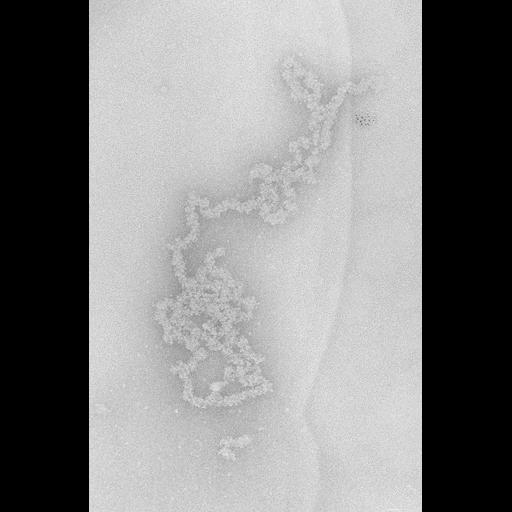  NCBI Organism:Necturus maculosus; Cell Types:nucleate erythrocyte Cell Components:nuclear chromatin Biological process:chromatin assembly