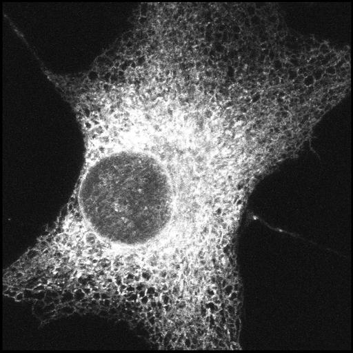  NCBI Organism:Chlorocebus sabaeus; Cell Components:endoplasmic reticulum Biological process:endoplasmic reticulum organization