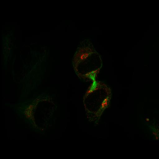  NCBI Organism:Homo sapiens; Cell Types:epithelial cell Cell Components:Golgi apparatus, microtubule; Biological process:cell division