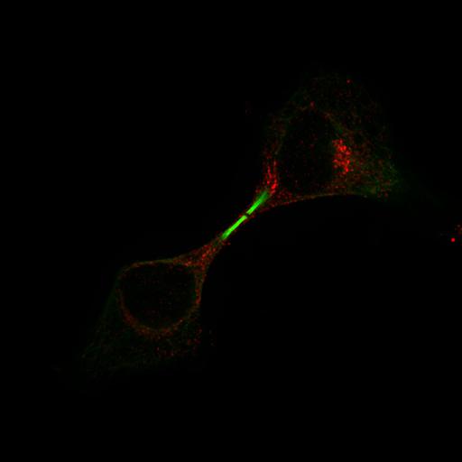  NCBI Organism:Homo sapiens; Cell Types:epithelial cell Cell Components:Golgi apparatus, microtubule; Biological process:cell division