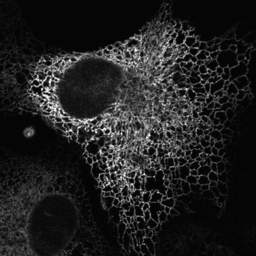  NCBI Organism:Chlorocebus sabaeus; Cell Components:endoplasmic reticulum Biological process:endoplasmic reticulum organization