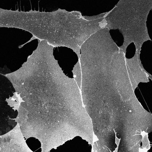  NCBI Organism:Chlorocebus sabaeus; Cell Components:plasma membrane Biological process:plasma membrane organization