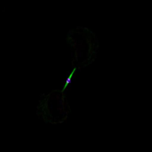  NCBI Organism:Homo sapiens; Cell Types:epithelial cell Cell Components:microtubule, kinesin complex, midbody; Biological process:cytokinesis