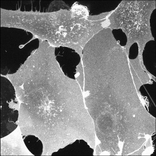  NCBI Organism:Chlorocebus sabaeus; Cell Components:plasma membrane Biological process:plasma membrane organization