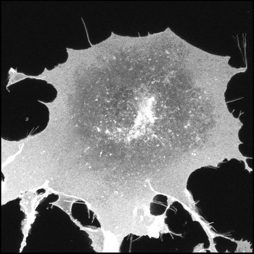  NCBI Organism:Chlorocebus sabaeus; Cell Components:plasma membrane Biological process:plasma membrane organization