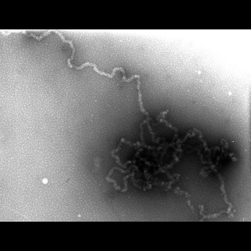  Cell Types:erythrocyte Cell Components:nuclear chromatin Biological process:DNA packaging