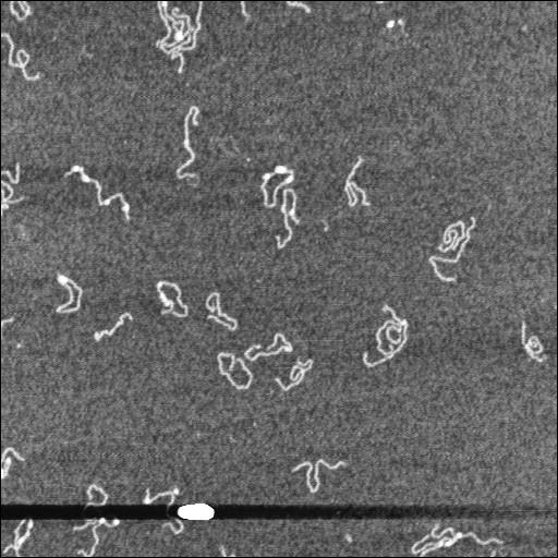  NCBI Organism:Homo sapiens;