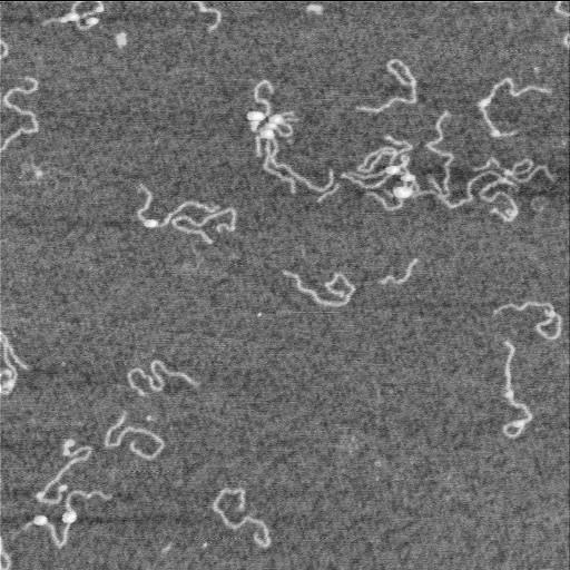  NCBI Organism:Homo sapiens;