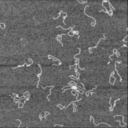  NCBI Organism:Homo sapiens;