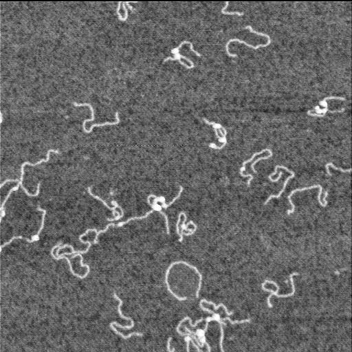  NCBI Organism:Homo sapiens;