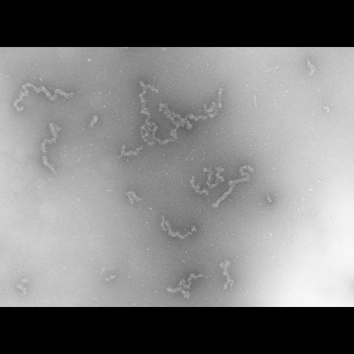  NCBI Organism:Necturus maculosus; Cell Types:nucleate erythrocyte Cell Components:nuclear chromatin Biological process:chromatin assembly