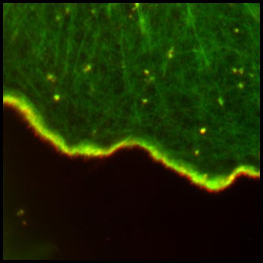  NCBI Organism:Mus musculus; Cell Types:fibroblast, primary cell line cell; Cell Components:actin cytoskeleton Biological process:actin filament polymerization