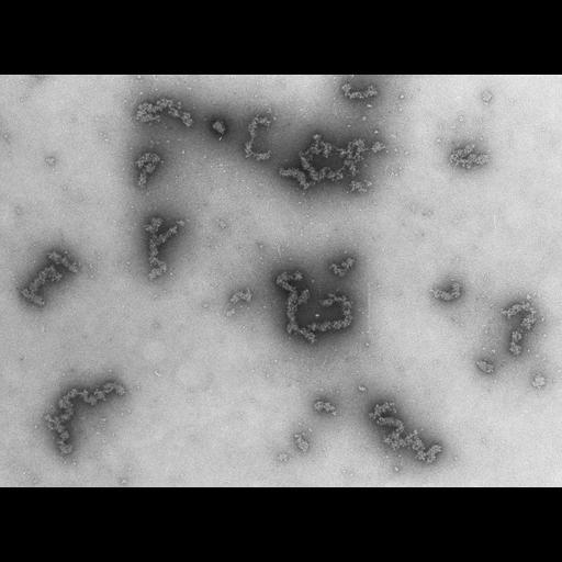  NCBI Organism:Necturus maculosus; Cell Types:nucleate erythrocyte Cell Components:nuclear chromatin Biological process:chromatin assembly