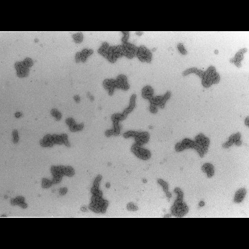  NCBI Organism:Necturus maculosus; Cell Types:nucleate erythrocyte Cell Components:nuclear chromatin Biological process:chromatin assembly