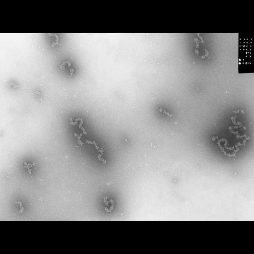  NCBI Organism:Necturus maculosus; Cell Types:nucleate erythrocyte Cell Components:nuclear chromatin Biological process:chromatin assembly