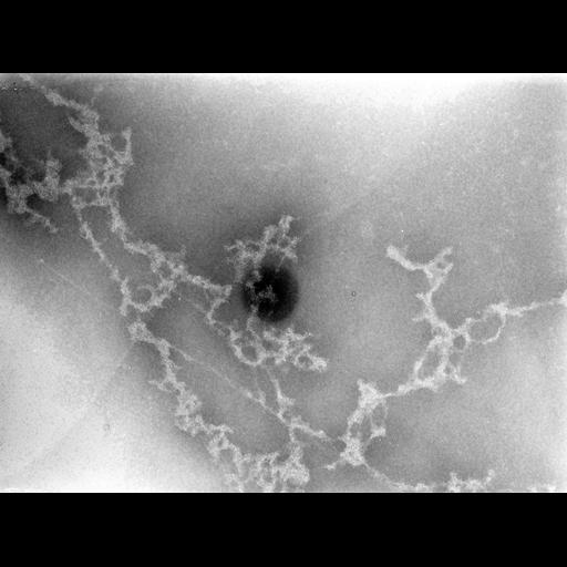  Cell Types:erythrocyte Cell Components:nuclear chromatin Biological process:DNA packaging