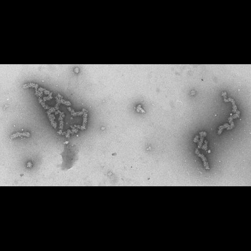  NCBI Organism:Necturus maculosus; Cell Types:nucleate erythrocyte Cell Components:nuclear chromatin Biological process:chromatin assembly