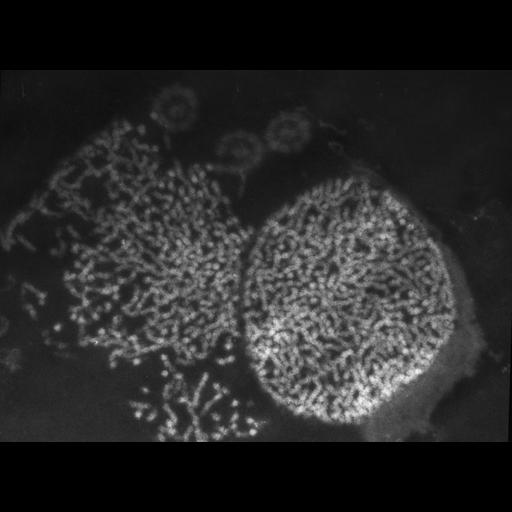  NCBI Organism:Patiria miniata; Cell Types:sperm Cell Components:nuclear chromatin Biological process:fertilization