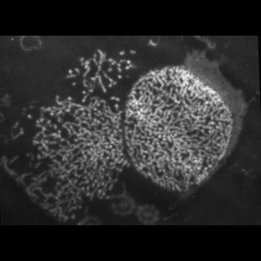  NCBI Organism:Patiria miniata; Cell Types:sperm Cell Components:nuclear chromatin Biological process:fertilization