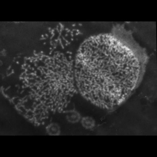  NCBI Organism:Patiria miniata; Cell Types:sperm Cell Components:nuclear chromatin Biological process:fertilization