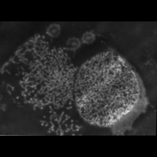  NCBI Organism:Patiria miniata; Cell Types:sperm Cell Components:nuclear chromatin Biological process:fertilization