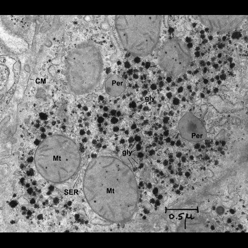  NCBI Organism:Rattus; Cell Types:hepatocyte Cell Components:glycogen granule Biological process:glycogen biosynthetic process