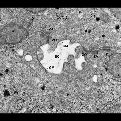  NCBI Organism:Cavia porcellus; Cell Types:hepatocyte Cell Components:tight junction, zonula adherens, desmosome; Biological process:canalicular bile acid transport