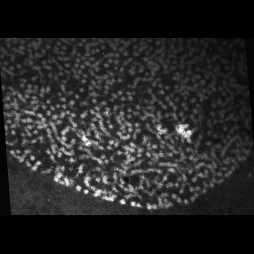  NCBI Organism:Patiria miniata; Cell Types:sperm Cell Components:chromatin Biological process:reproduction