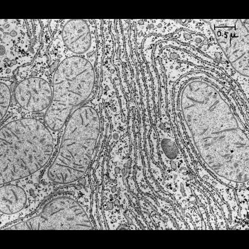  NCBI Organism:Rattus rattus; Cell Types:hepatocyte Cell Components:rough endoplasmic reticulum, mitochondrion, cytosolic ribosome; Biological process:biosynthetic process