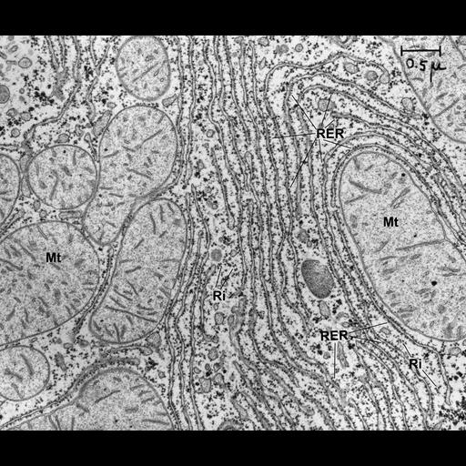  NCBI Organism:Rattus rattus; Cell Types:hepatocyte Cell Components:rough endoplasmic reticulum, mitochondrion, cytosolic ribosome; Biological process:biosynthetic process