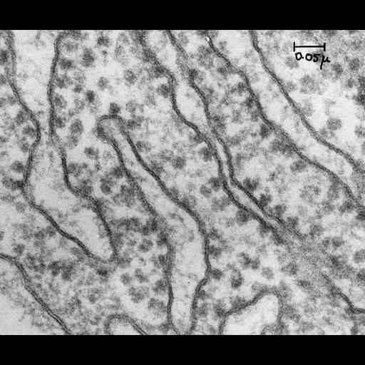  NCBI Organism:Rattus rattus; Cell Components:rough endoplasmic reticulum, cytosolic ribosome; Biological process:biosynthetic process