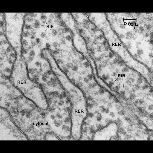  NCBI Organism:Rattus rattus; Cell Components:rough endoplasmic reticulum, cytosolic ribosome; Biological process:biosynthetic process