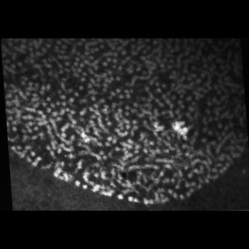  NCBI Organism:Patiria miniata; Cell Types:sperm Cell Components:chromatin Biological process:reproduction