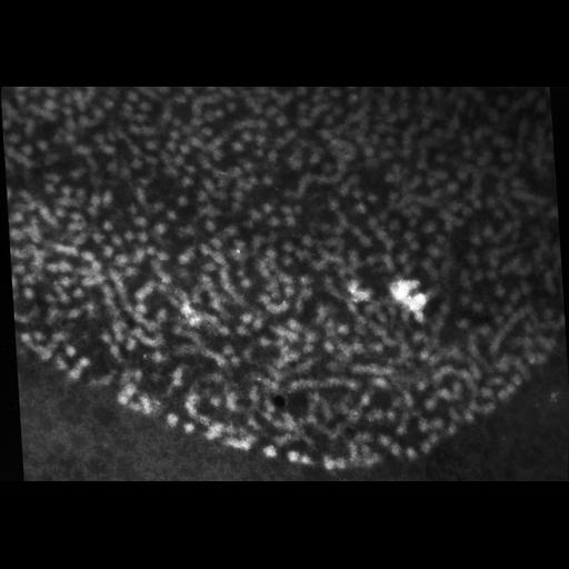  NCBI Organism:Patiria miniata; Cell Types:sperm Cell Components:chromatin Biological process:reproduction