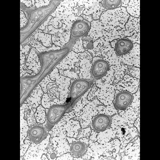  NCBI Organism:Nassula; Cell Types:cell by organism, eukaryotic cell, , ; Cell Components:cell cortex, microtubule basal body, cytoskeleton; Biological process:cytoskeleton organization, , ciliary or flagellar motility;