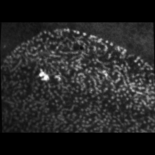  NCBI Organism:Patiria miniata; Cell Types:sperm Cell Components:chromatin Biological process:reproduction