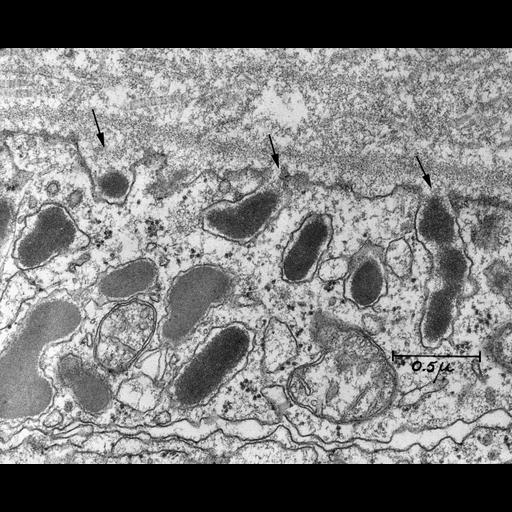  NCBI Organism:Rattus; Cell Types:Mammotroph Cell Components:extracellular matrix, secretory granule; Biological process:exocytosis