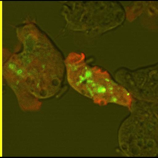  NCBI Organism:Dictyostelium discoideum; Cell Types:cell by organism, eukaryotic cell, , amoeboid cell; Cell Components:phagocytic vesicle, food vacuole; Biological process:digestion, response to food, ;