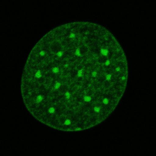  NCBI Organism:Mus musculus; Cell Components:nuclear chromatin