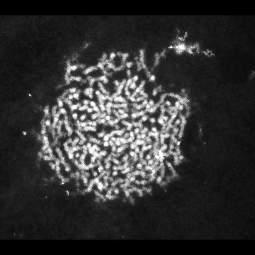  NCBI Organism:Patiria miniata; Cell Types:sperm Cell Components:nuclear chromatin Biological process:fertilization