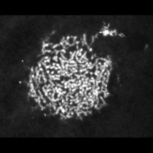  NCBI Organism:Patiria miniata; Cell Types:sperm Cell Components:nuclear chromatin Biological process:fertilization