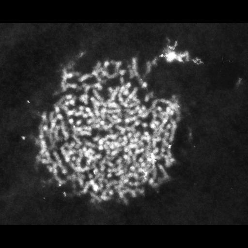  NCBI Organism:Patiria miniata; Cell Types:sperm Cell Components:nuclear chromatin Biological process:fertilization