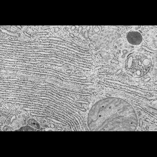  NCBI Organism:Microchiroptera; Cell Types:acinar cell, pancreatic acinar cell; Cell Components:rough endoplasmic reticulum, ribosome; Biological process:digestion, secretion;