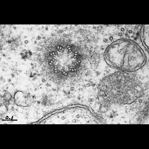  NCBI Organism:Rattus; Cell Types:epithelial cell, epithelial cell of thymus; Cell Components:centriole Biological process:mitosis