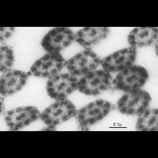  NCBI Organism:Rana pipiens; Cell Types:epithelial cell Cell Components:cilium