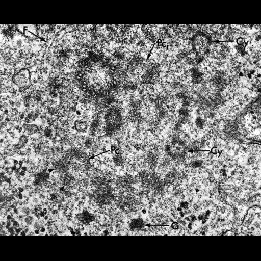  NCBI Organism:Gallus gallus gallus; Cell Types:tracheal epithelial cell Cell Components:centriole, ; Biological process:centriole replication