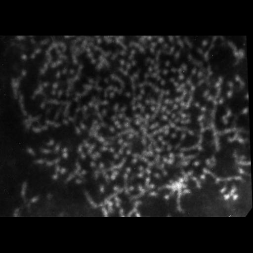  NCBI Organism:Patiria miniata; Cell Types:sperm Cell Components:nuclear chromatin Biological process:fertilization