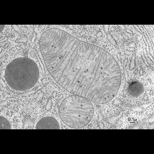  NCBI Organism:Chiroptera; Cell Components:mitochondrial crista, mitochondrial intracristal space, mitochondrial outer membrane, mitochondrion, rough endoplasmic reticulum; Biological process:cellular respiration